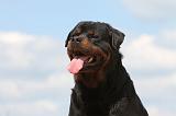 ROTTWEILER 326